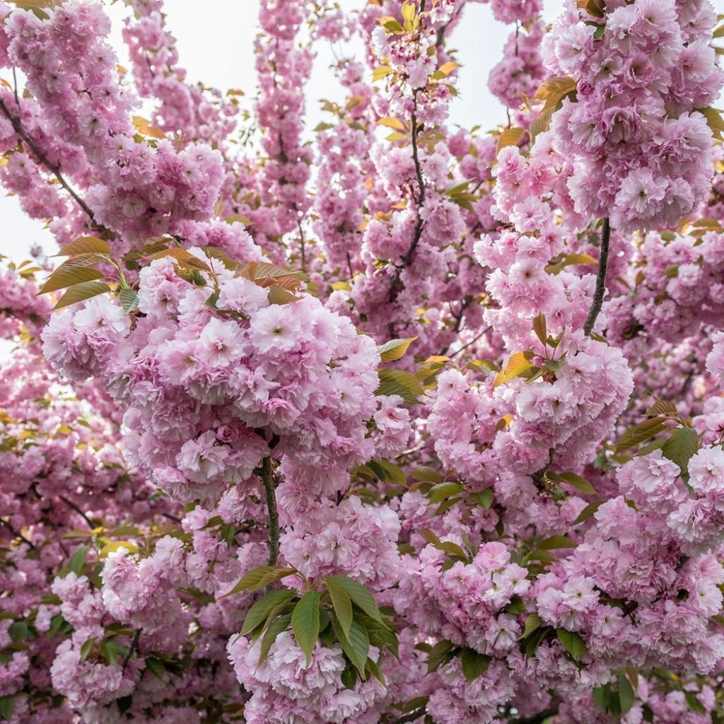 Cerisier à fleurs - Prunus serrulata Pink Perfection
