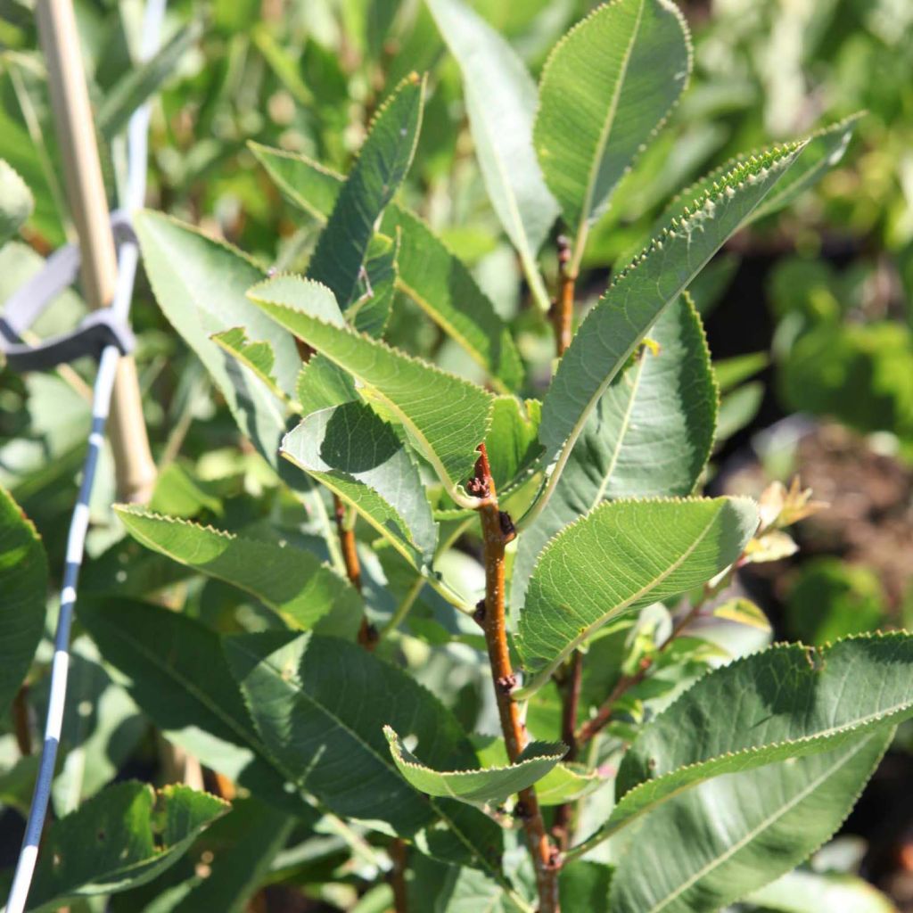 Amandier nain - Prunus tenella Fire Hill.