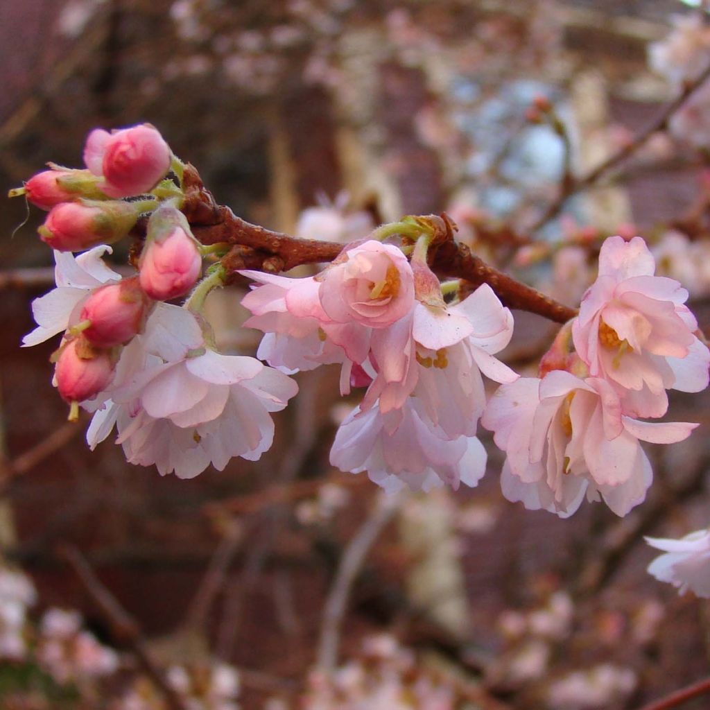 Cerisier à fleurs d'automne - Prunus x subhirtella  Autumnalis Rosea