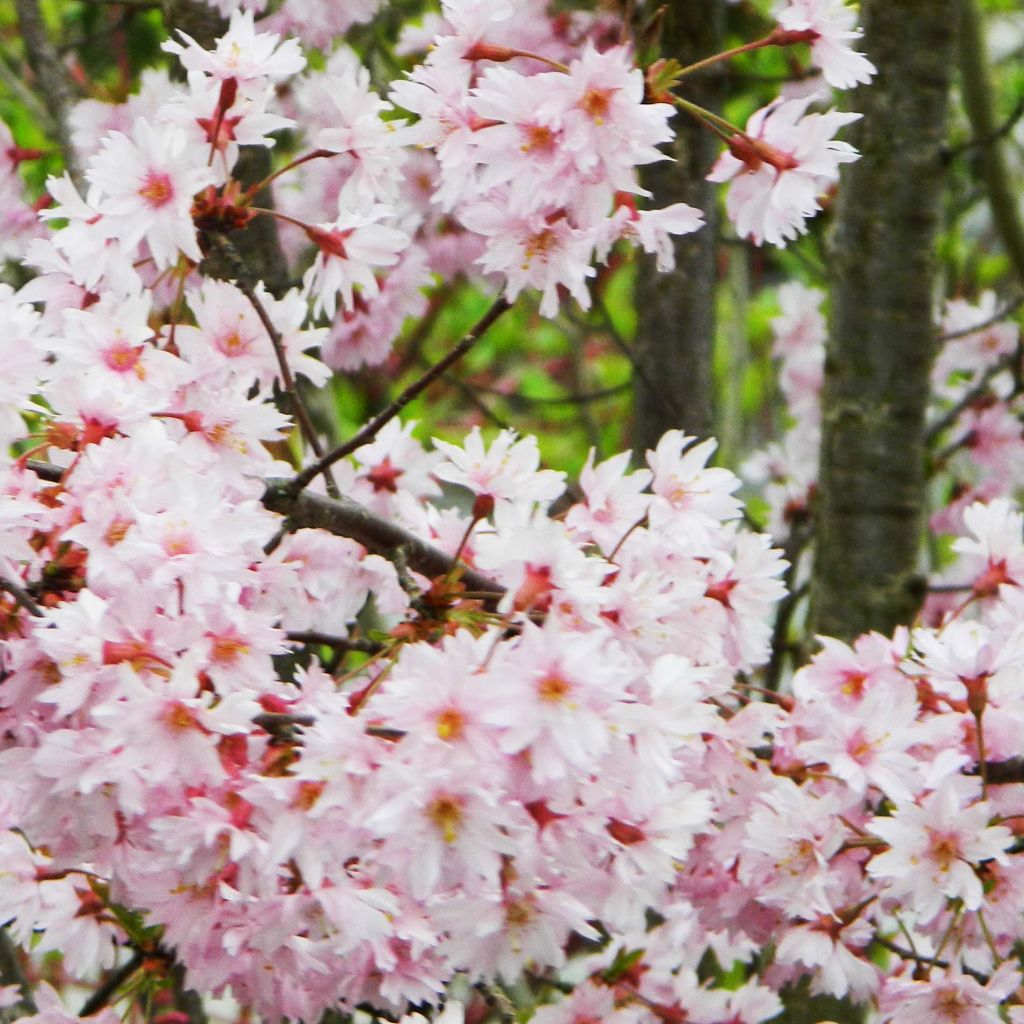 Cerisier à fleurs du Japon - Prunus x subhirtella Fukubana