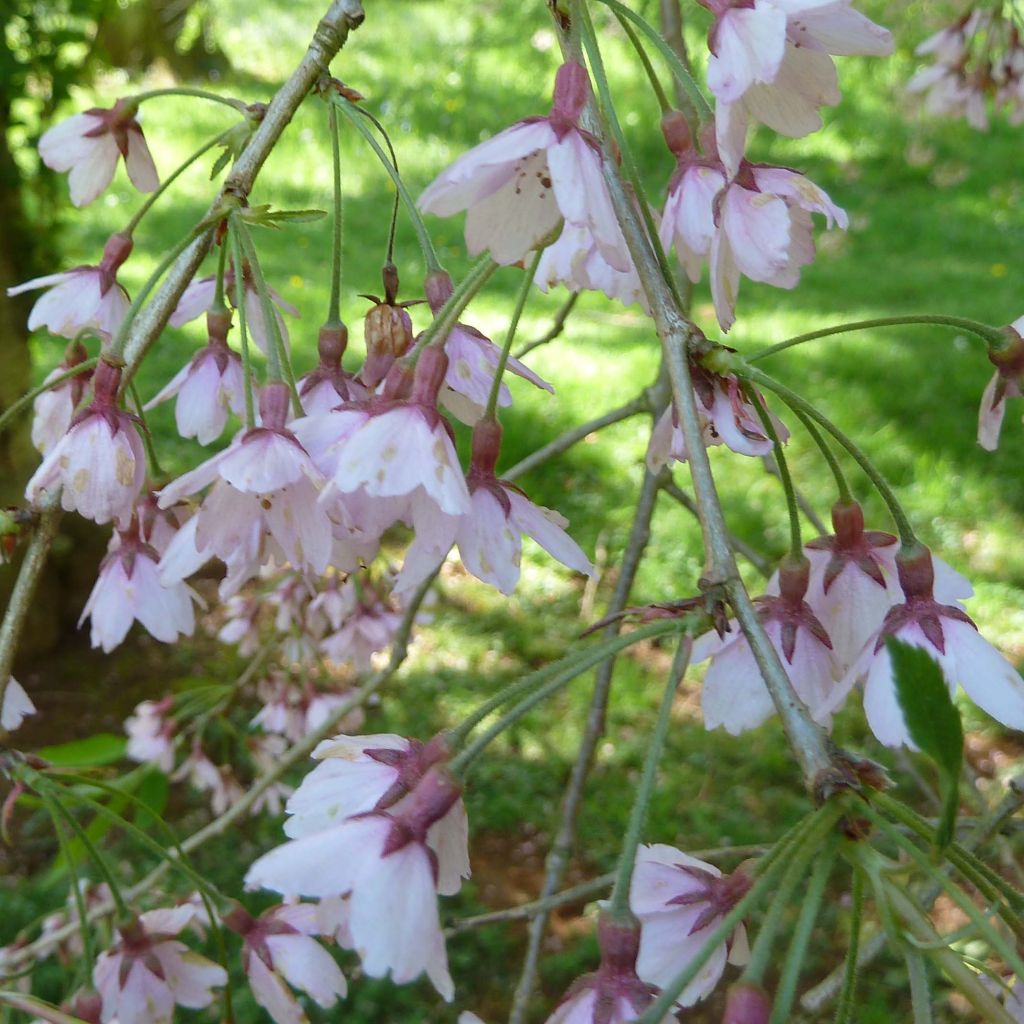 Cerisier du Japon pleureur - Prunus x subhirtella Pendula Rubra
