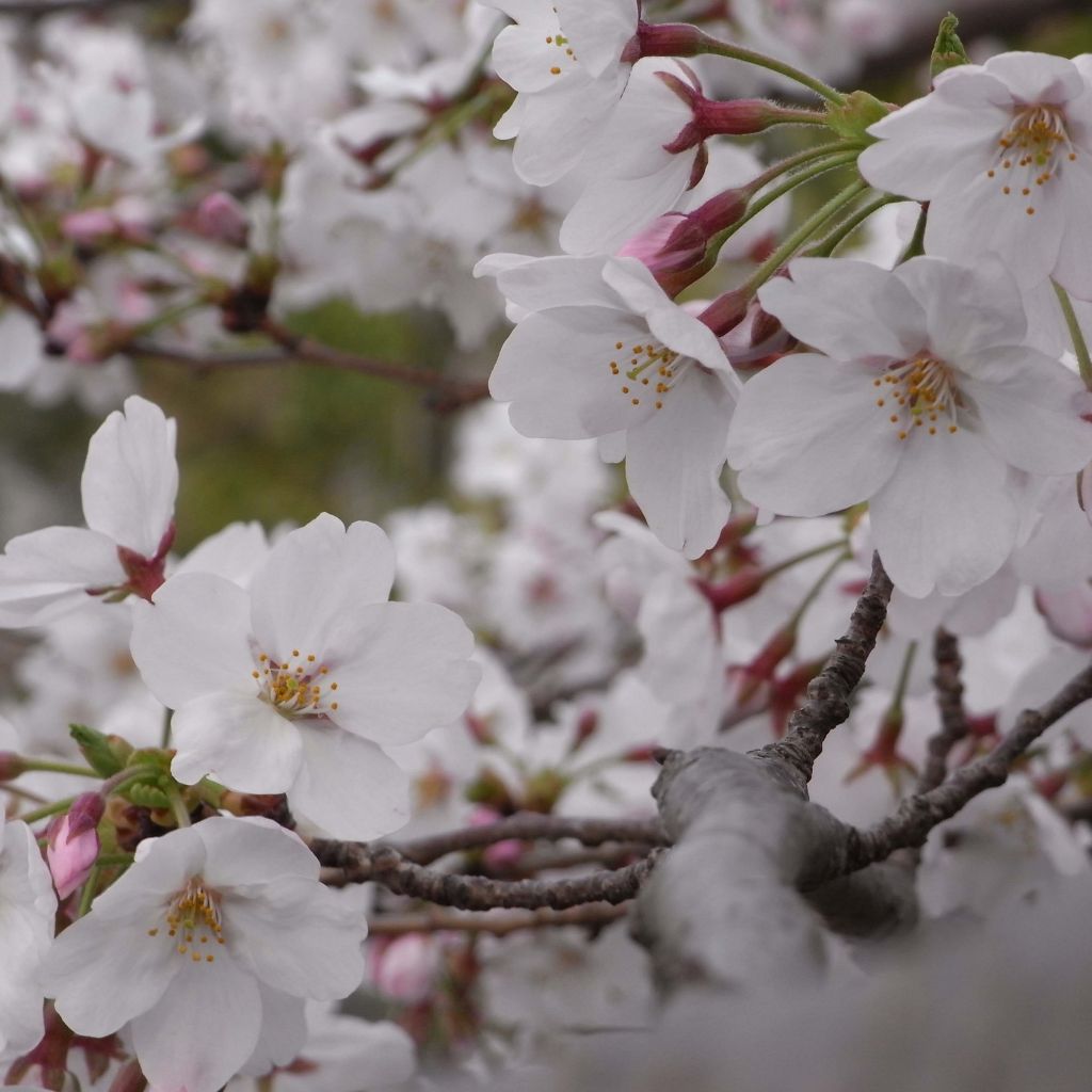 Cerisier à fleurs - Prunus yedoensis