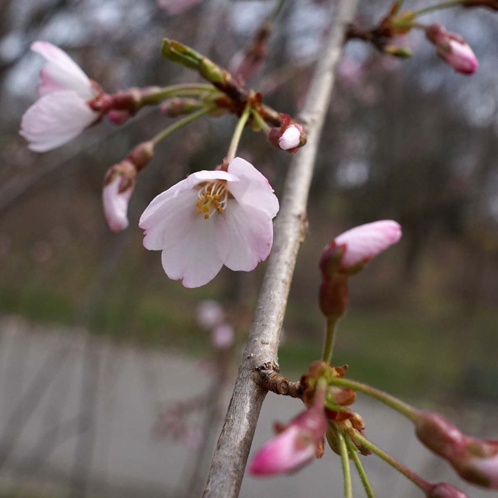Cerisier à fleurs pleureur - Prunus yedoensis Shidare Yoshino