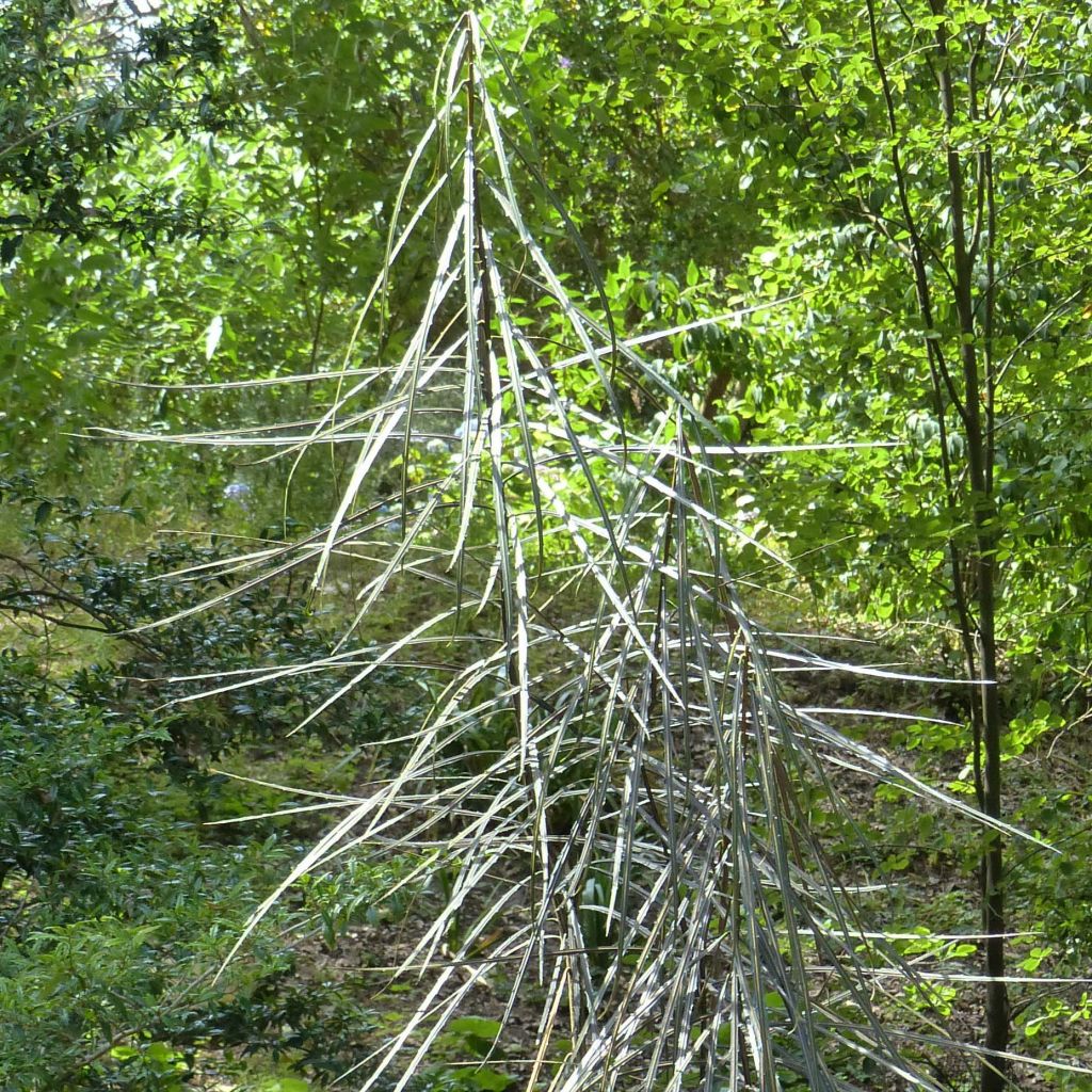 Pseudopanax crassifolius (crassifolium)