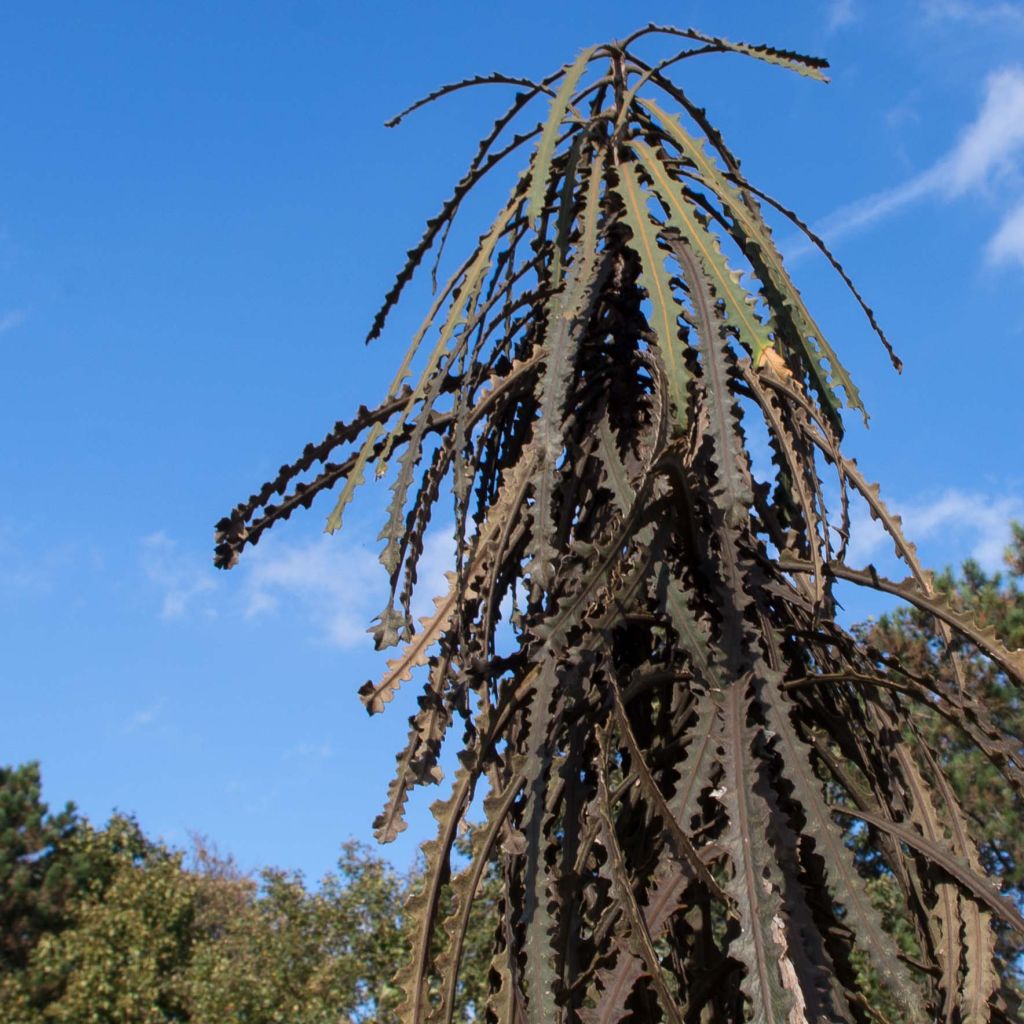 Pseudopanax ferox