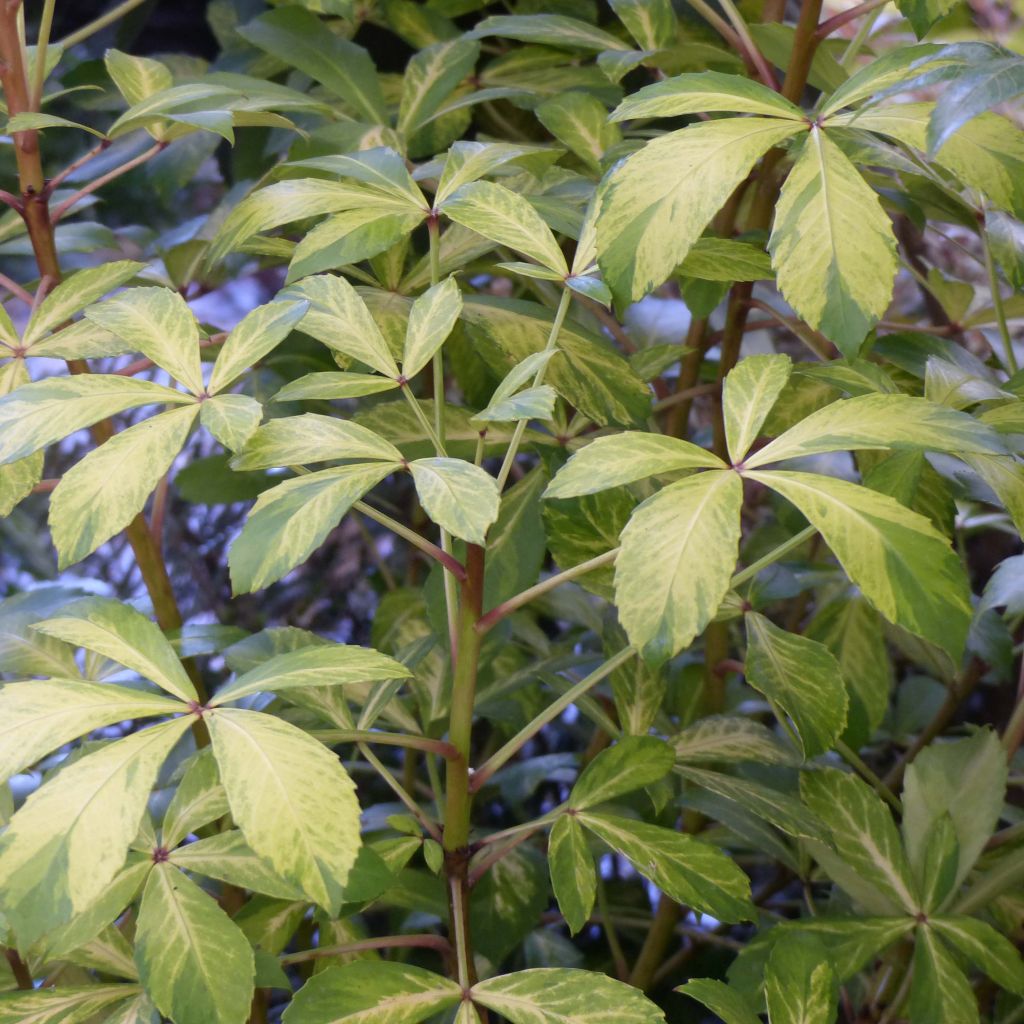 Pseudopanax lessonii Goldsplash - Houpara panaché