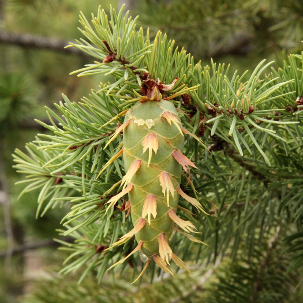 Pseudotsuga menziesii (= P.douglasii) - Pin Douglas, Pin d'Oregon, Sapin de Douglas