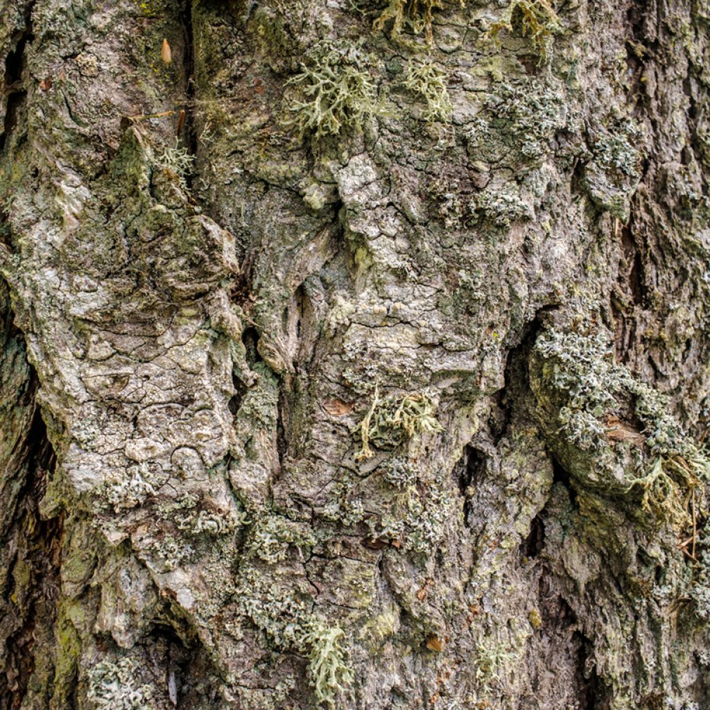 Pseudotsuga menziesii (= P.douglasii) - Pin Douglas, Pin d'Oregon, Sapin de Douglas