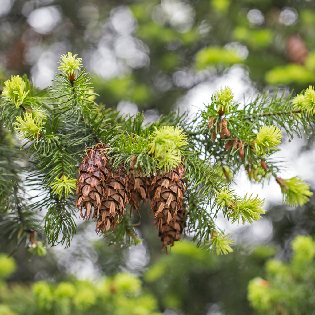 Pseudotsuga menziesii (= P.douglasii) - Pin Douglas, Pin d'Oregon, Sapin de Douglas