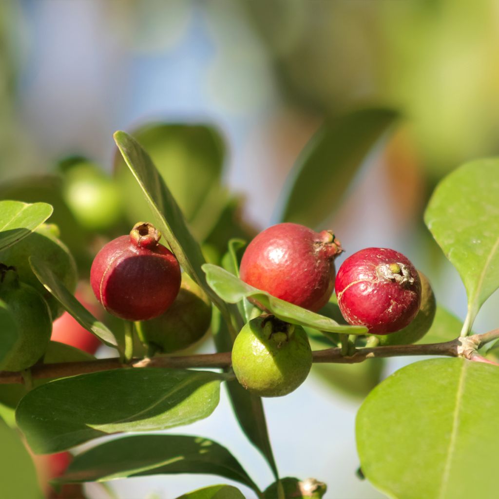 Psidium cattleianum - Goyavier de Cattley ou de Chine