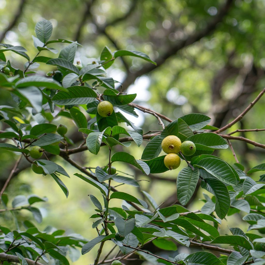 Psidium guajava Limon - goyavier citron jaune