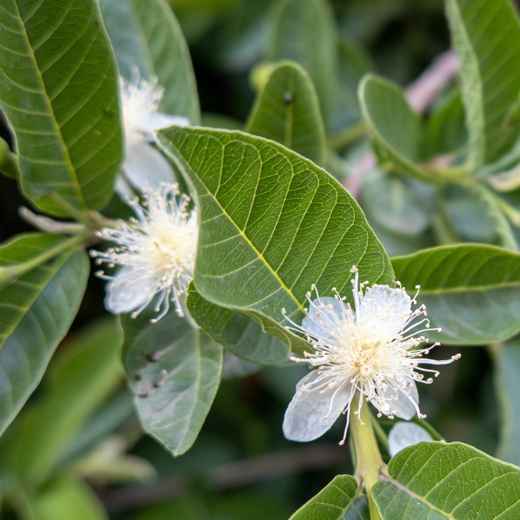 Psidium guajava Limon - goyavier citron jaune