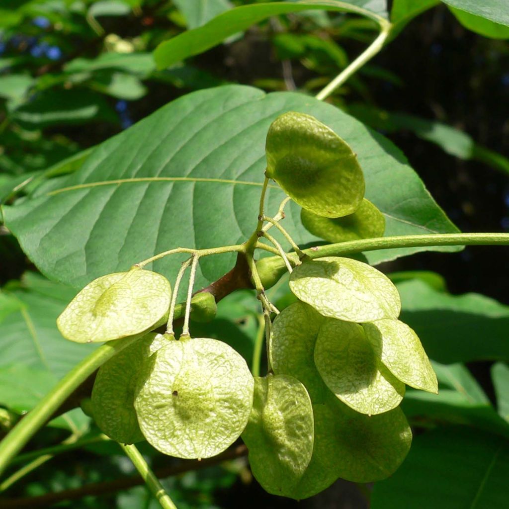 Ptelea trifoliata - Orme de Samarie