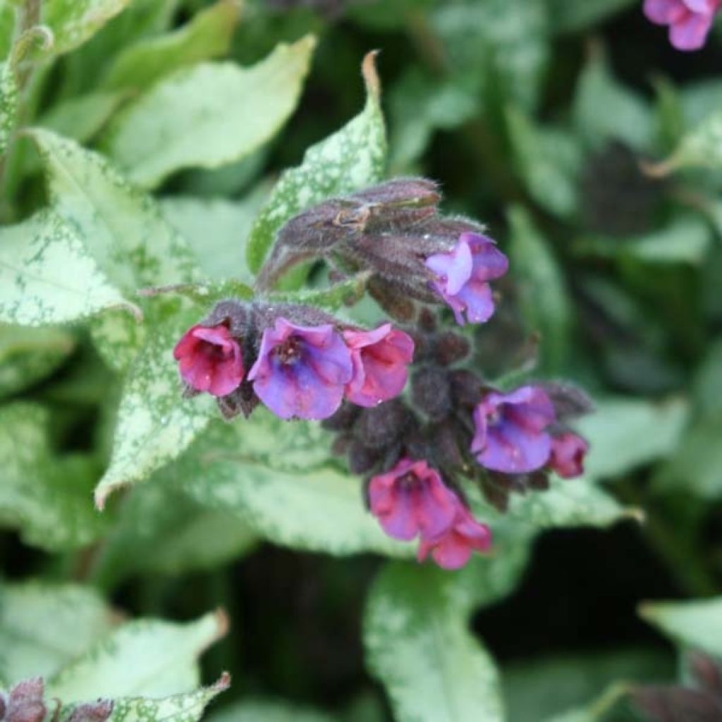 Pulmonaire hybride - Pulmonaria Majesté