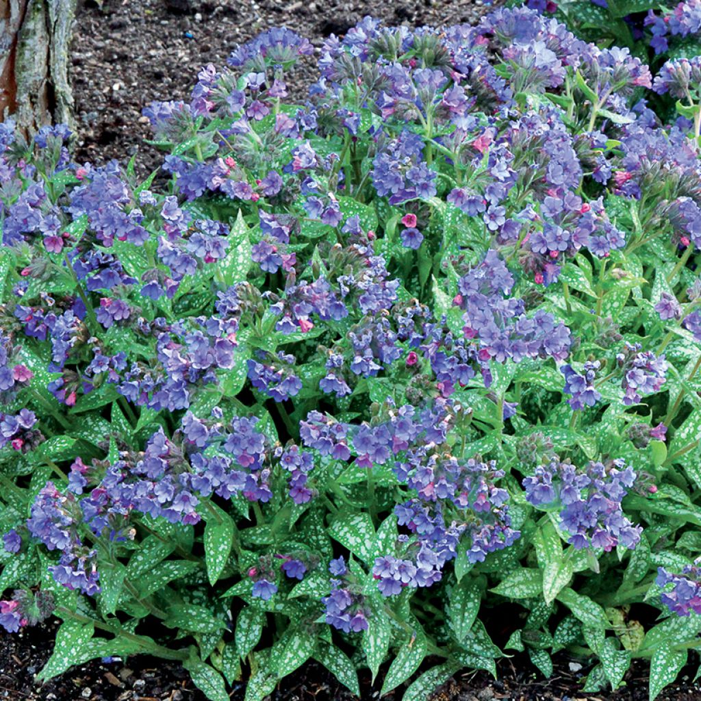 Pulmonaria Trevi Fountain - Pulmonaire hybride