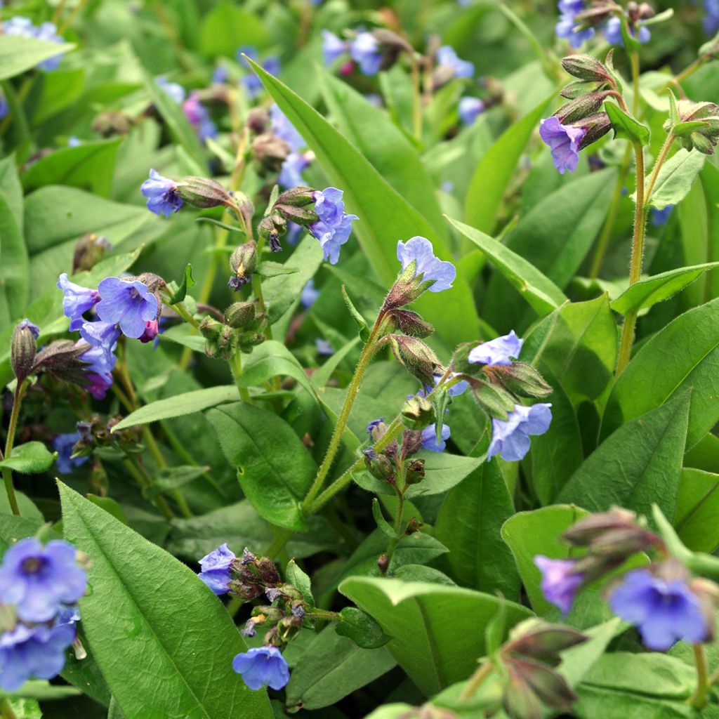 Pulmonaire hybride - Pulmonaria Blue Ensign