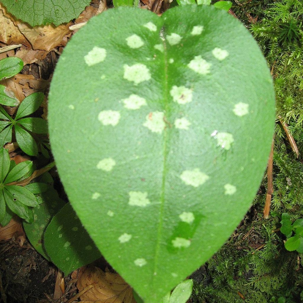 Pulmonaria officinalis - Pulmonaire officinale