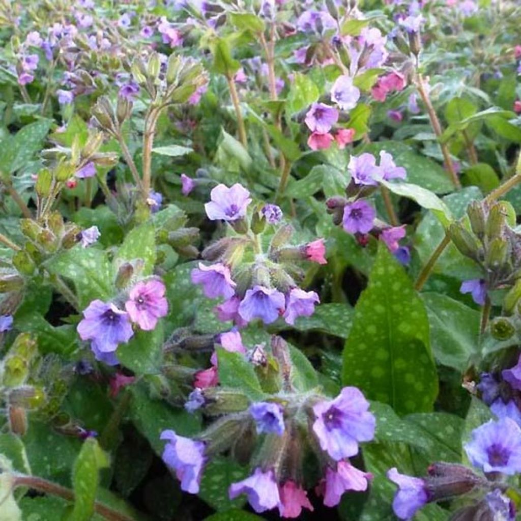 Pulmonaria saccharata Mrs Moon - Pulmonaire Mrs Moon