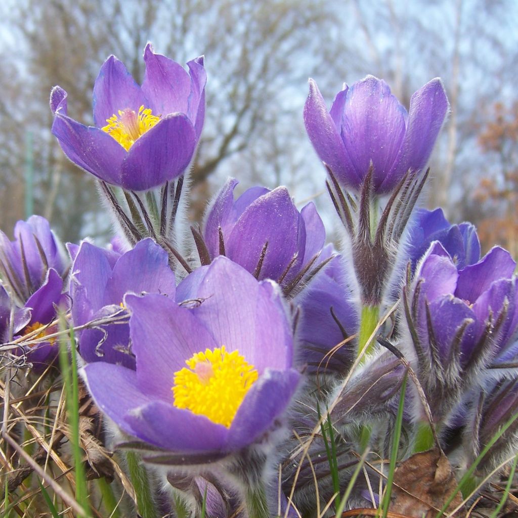 Pulsatilla patens - Anémone de prairie