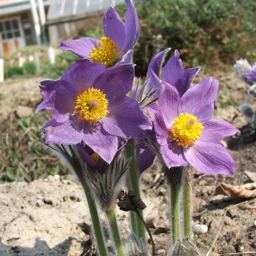 Pulsatilla patens - Anémone de prairie