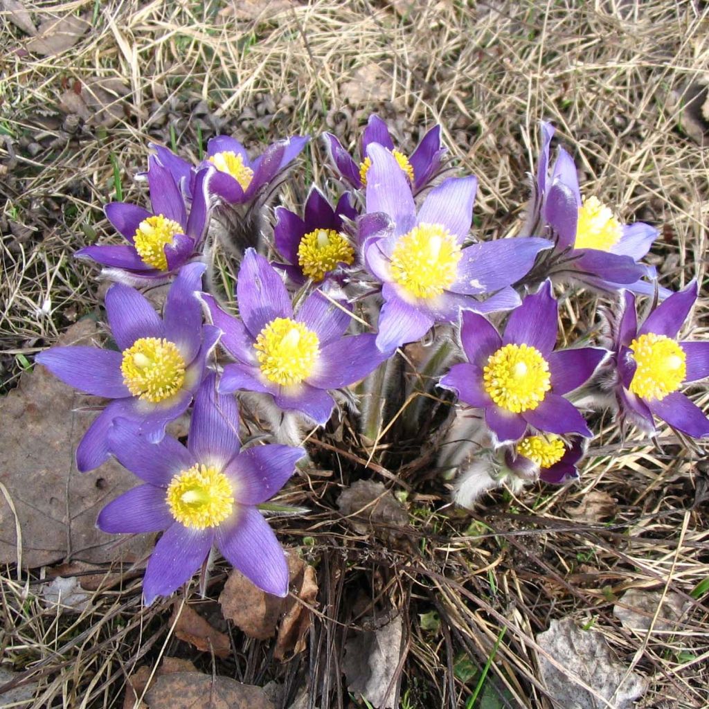 Pulsatilla patens - Anémone de prairie