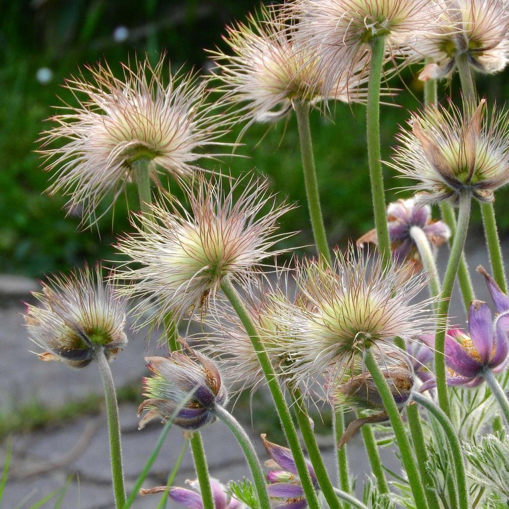 Pulsatilla patens - Anémone de prairie