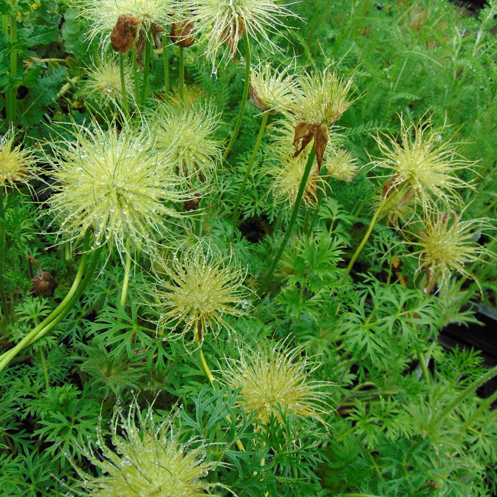 Pulsatilla vulgaris Alba - Anémone pulsatille