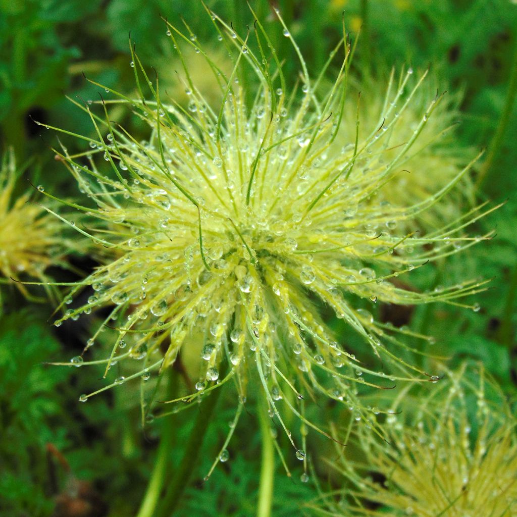 Pulsatilla vulgaris Alba - Anémone pulsatille