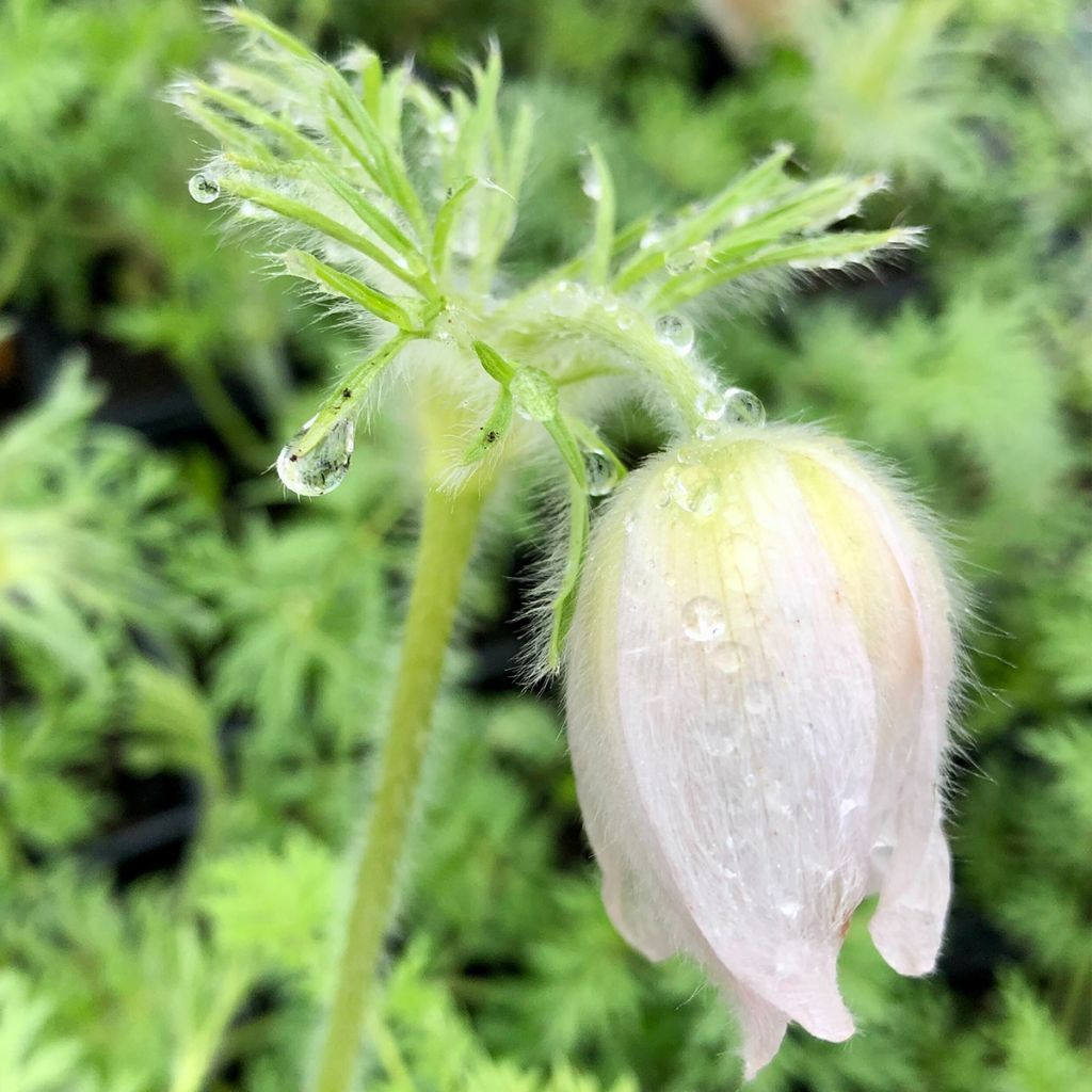 Pulsatilla vulgaris Alba - Anémone pulsatille