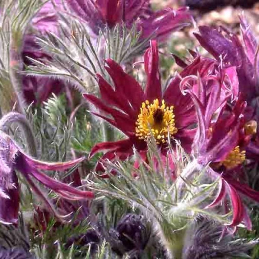 Anémone pulsatille - Pulsatilla vulgaris Papageno