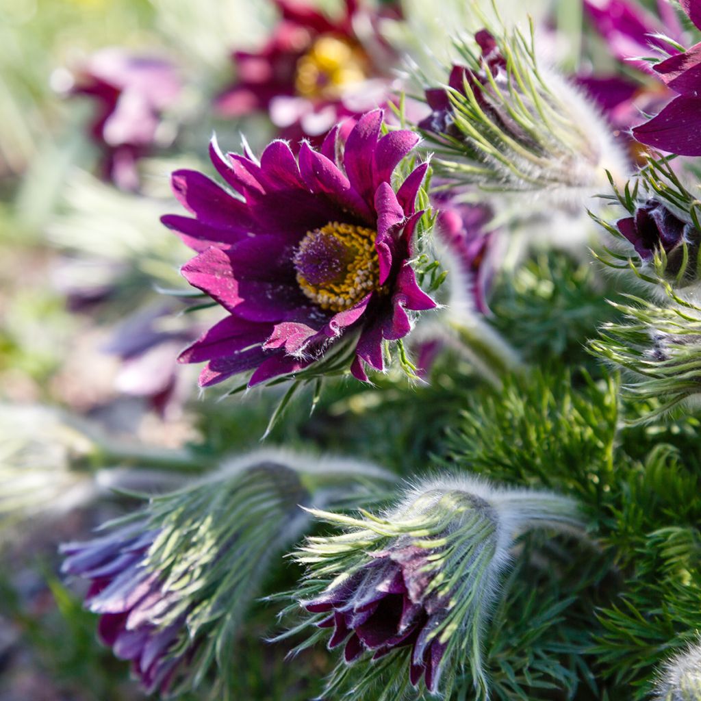 Pulsatilla vulgaris Papageno - Anémone pulsatille