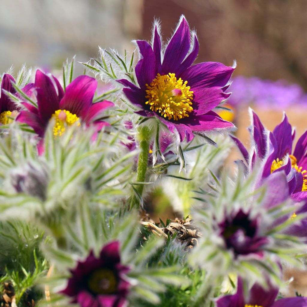 Pulsatilla vulgaris Papageno - Anémone pulsatille