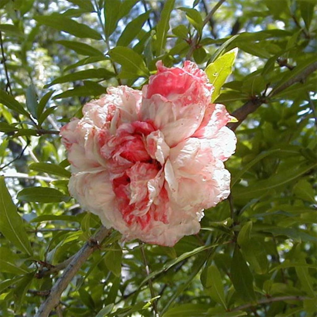 Grenadier à fleurs - Punica granatum Madame Legrelliae
