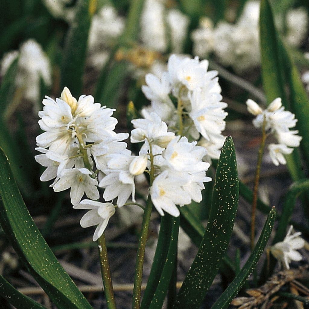 Puschkinia du Liban - Puschkinia scilloides Libanotica Alba