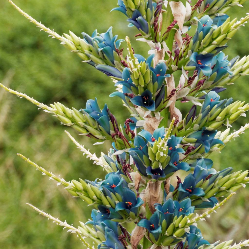 Puya alpestris - Chagual, plante mange-mouton