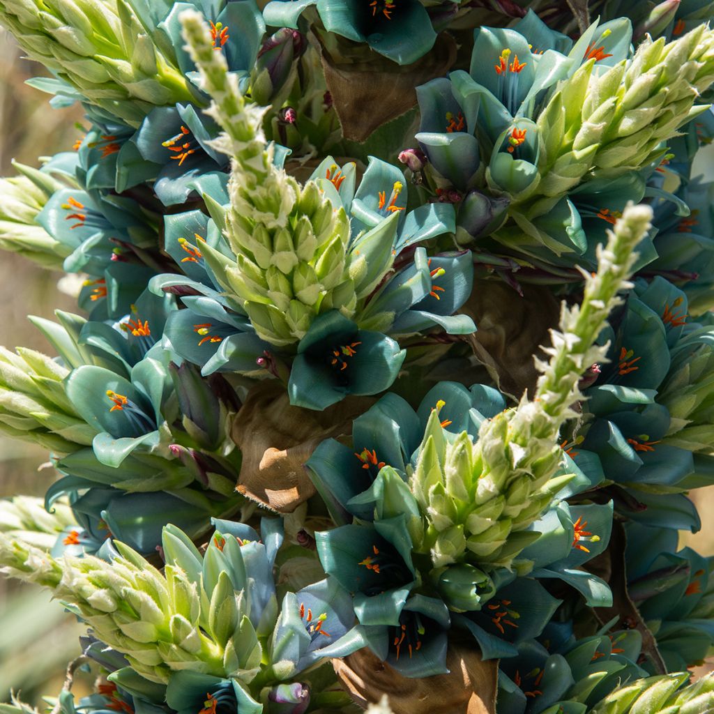 Puya alpestris - Chagual, plante mange-mouton