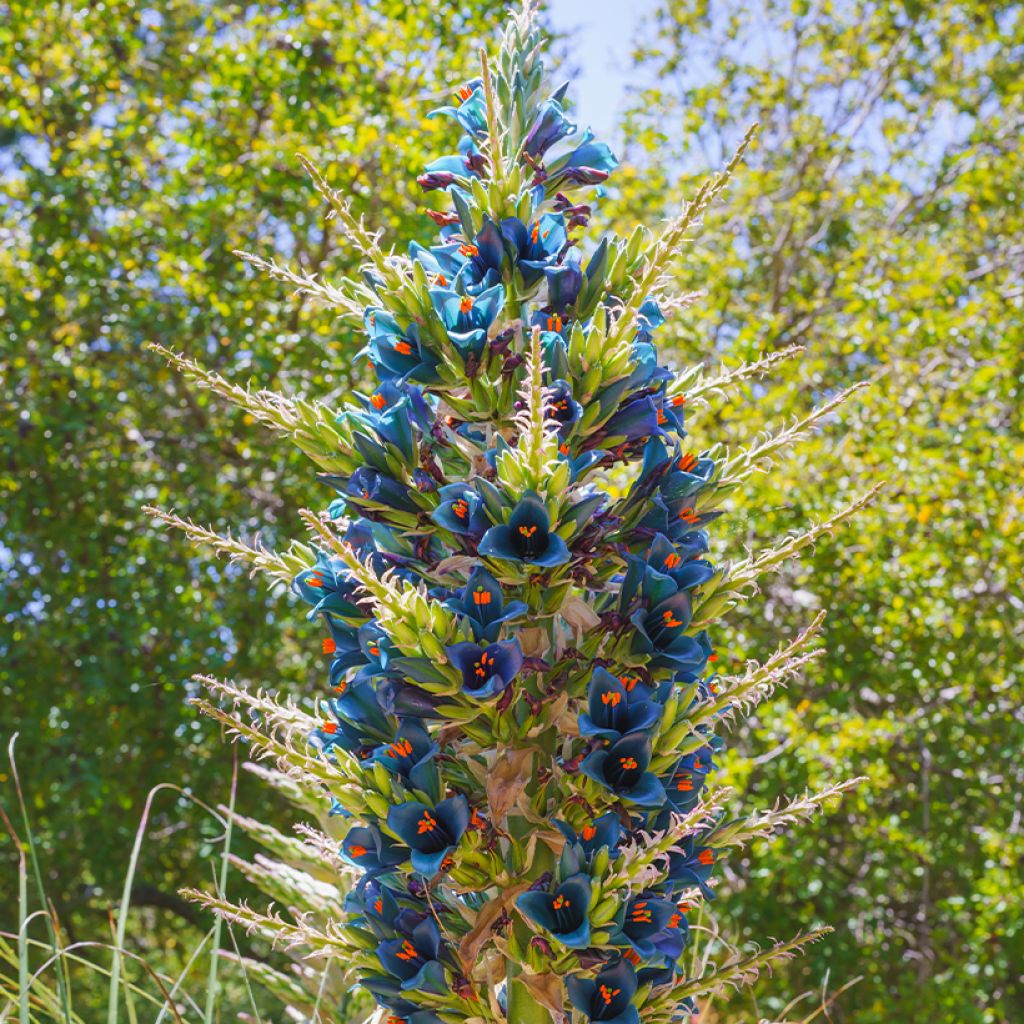 Puya alpestris - Chagual, plante mange-mouton