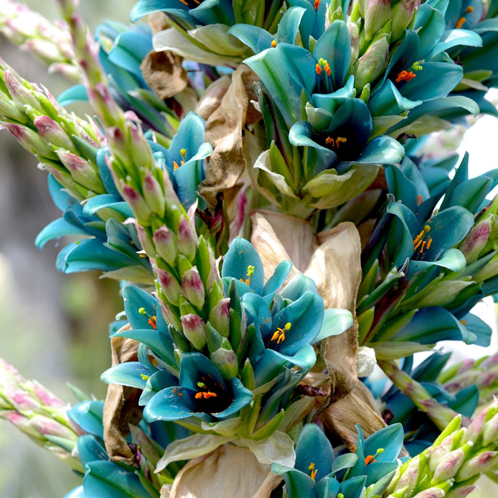 Puya alpestris - Chagual, plante mange-mouton