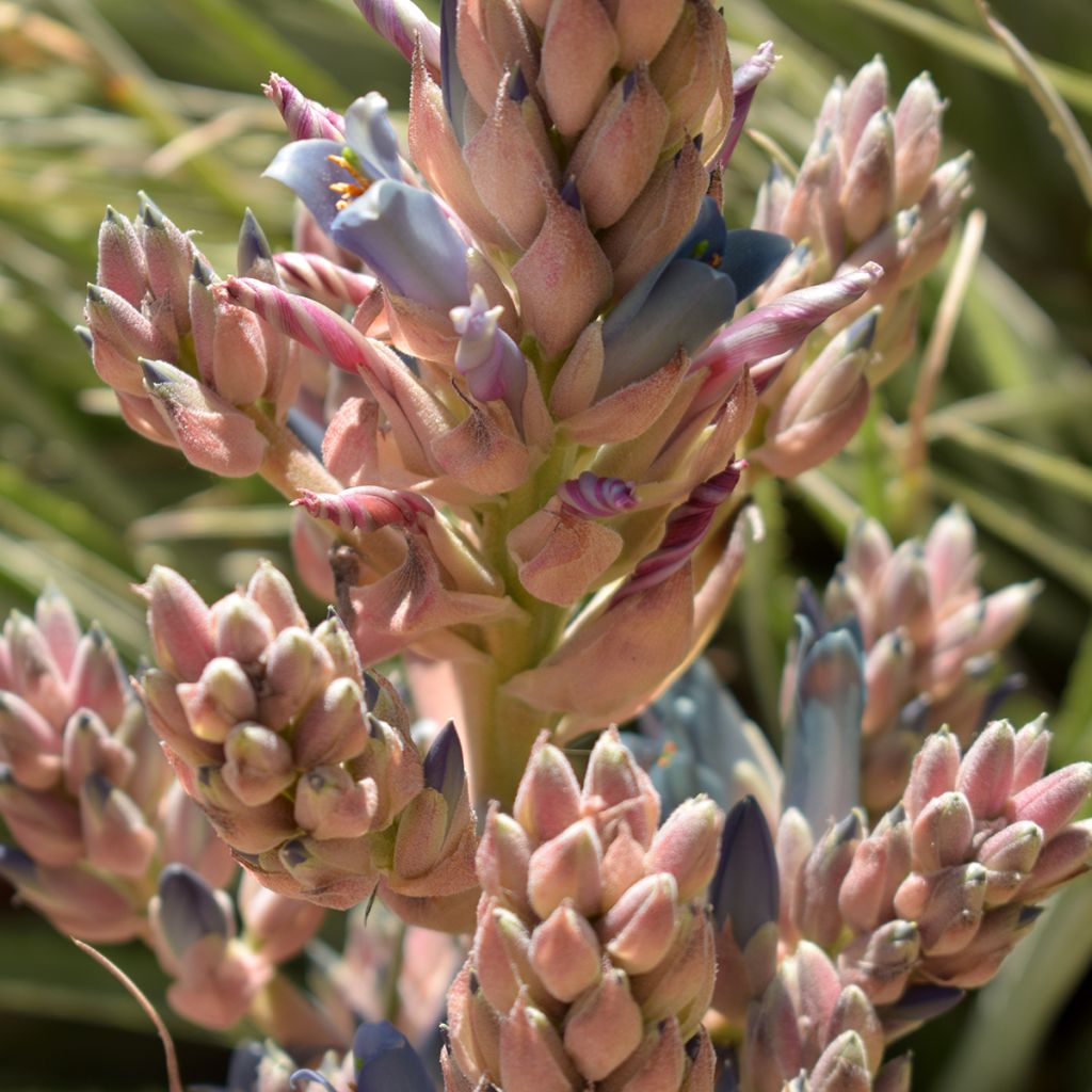 Puya alpestris - Chagual, plante mange-mouton