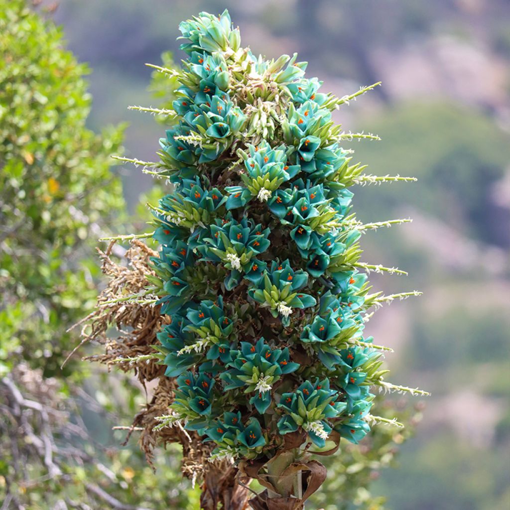 Puya alpestris - Chagual, plante mange-mouton