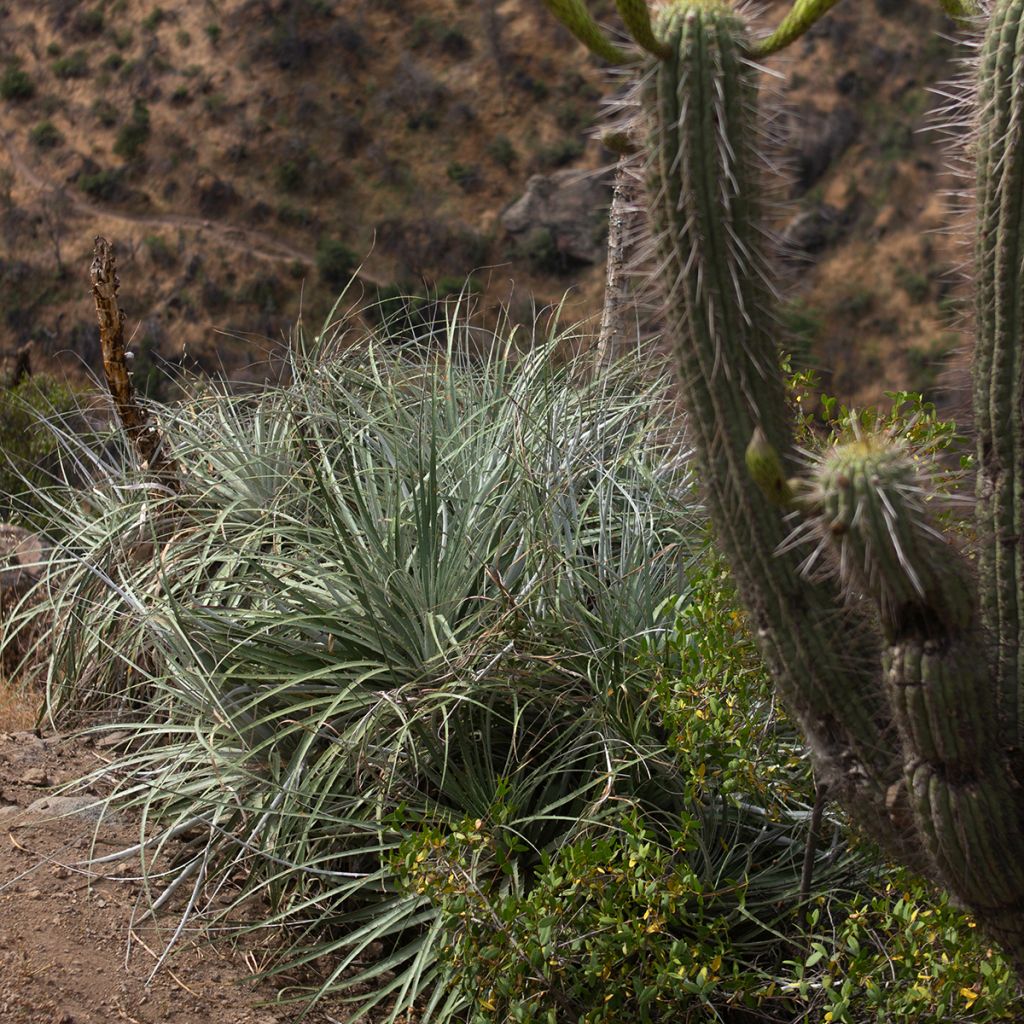 Puya alpestris - Chagual, plante mange-mouton