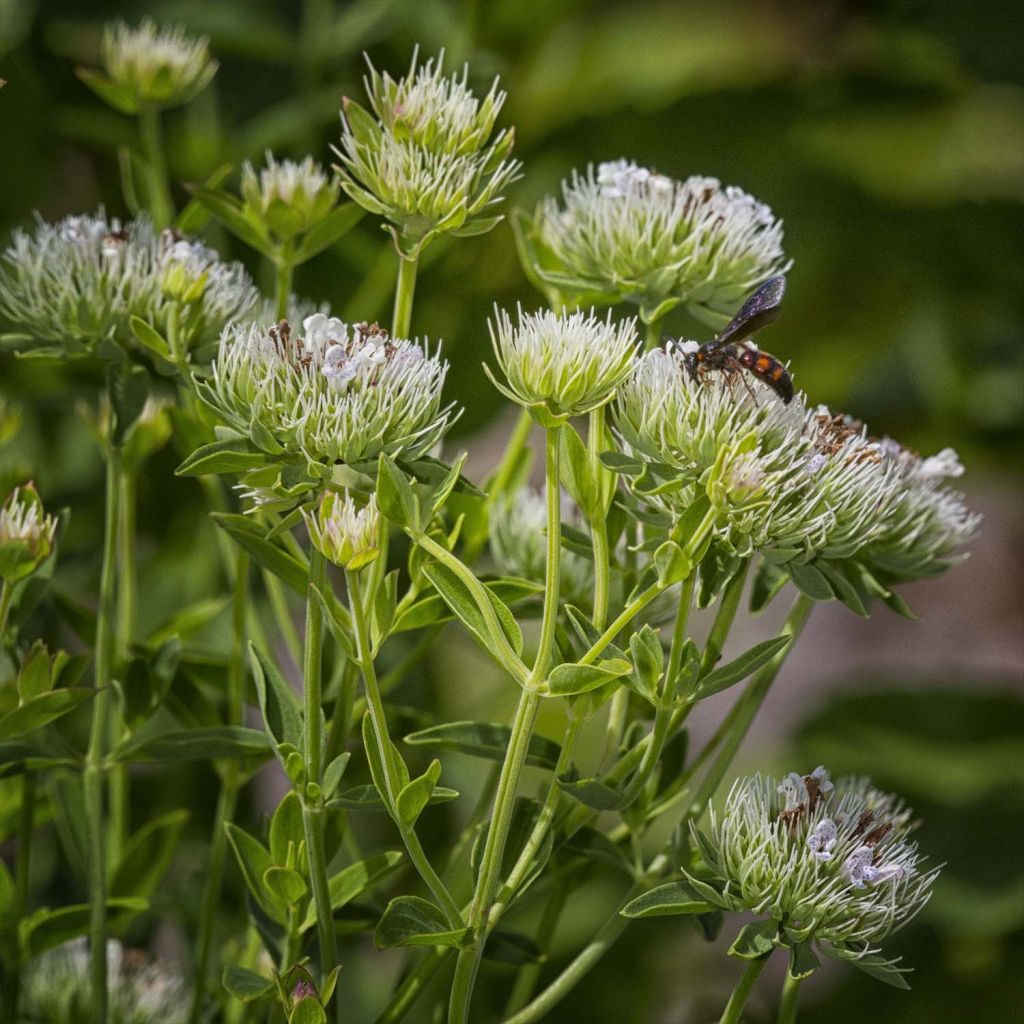 Pycnanthemum flexuosum - Menthe des montagnes