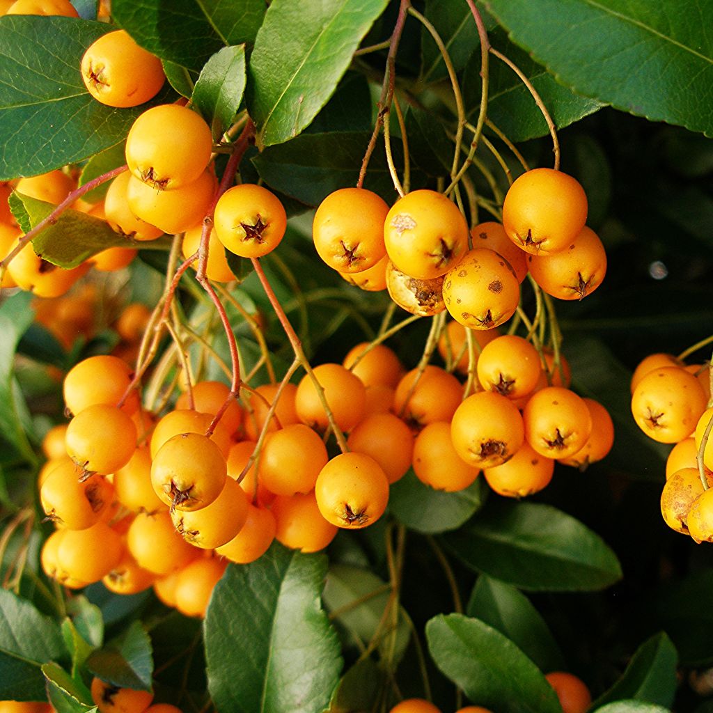 Pyracantha Golden Charmer - Buissont ardent jaune-orangé.