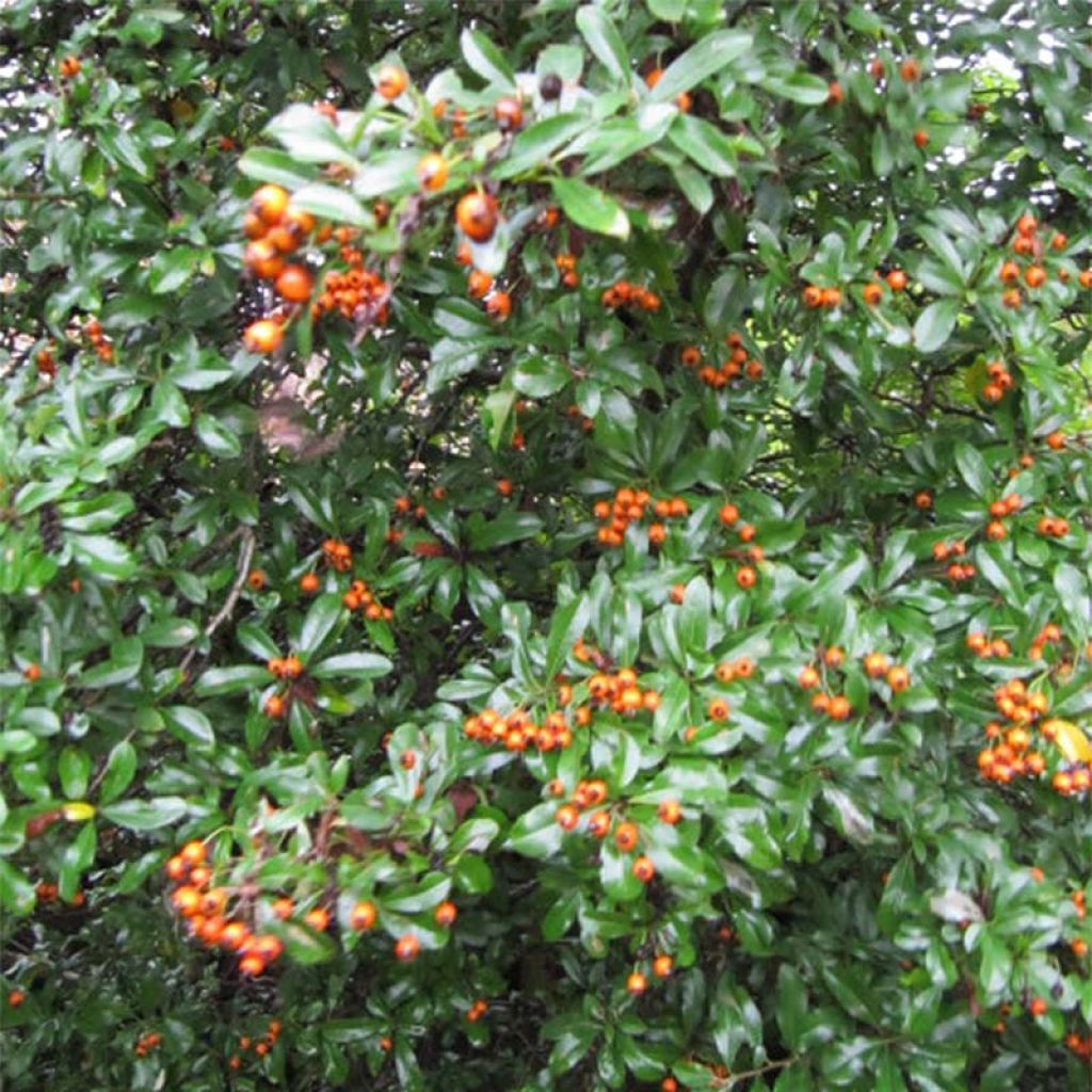 Pyracantha Teton - Buisson ardent