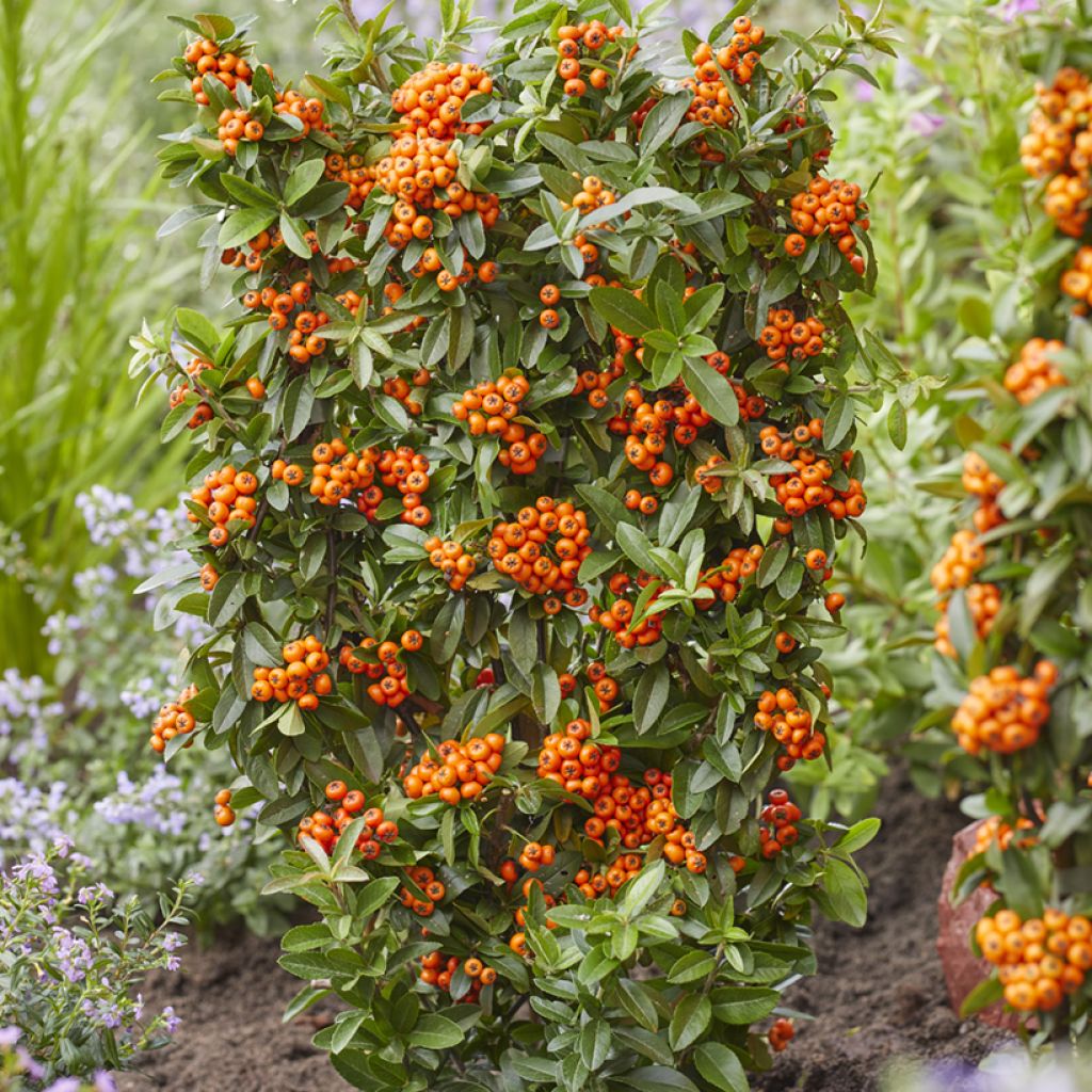 Pyracantha coccinea Orange Star - Buisson ardent