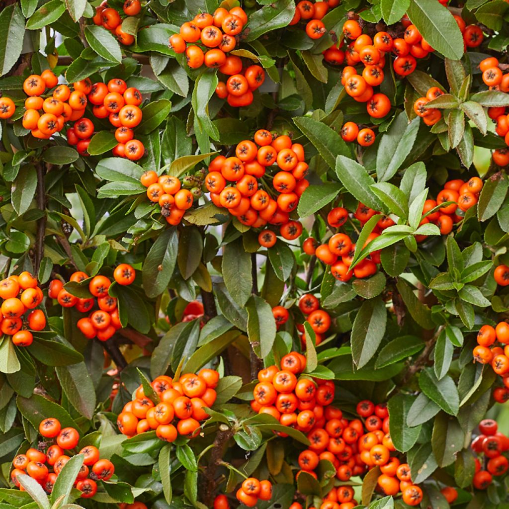 Pyracantha coccinea Orange Star - Buisson ardent