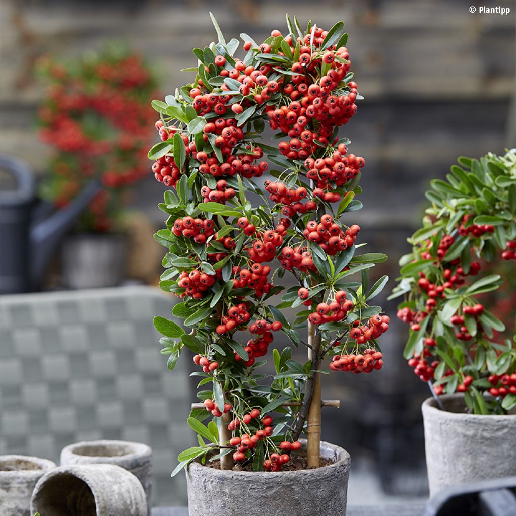 Pyracantha coccinea Red Star - Buisson ardent