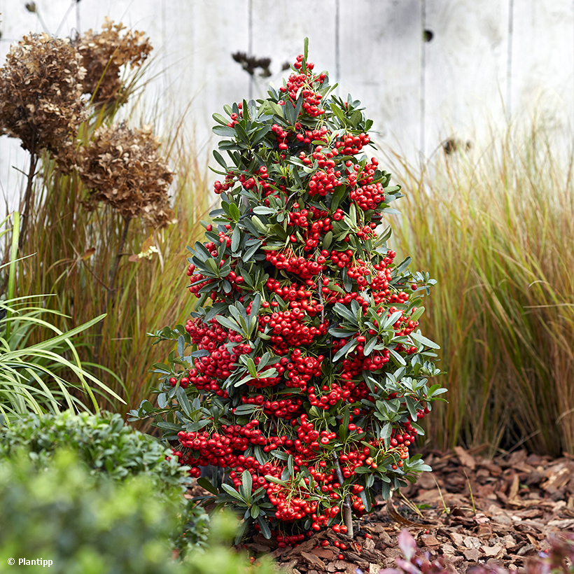 Graines De Buisson Ardent (Pyracantha Coccinea) - 30 Graines Reproductibles - Pour Haies Décoratives & Biodiversité