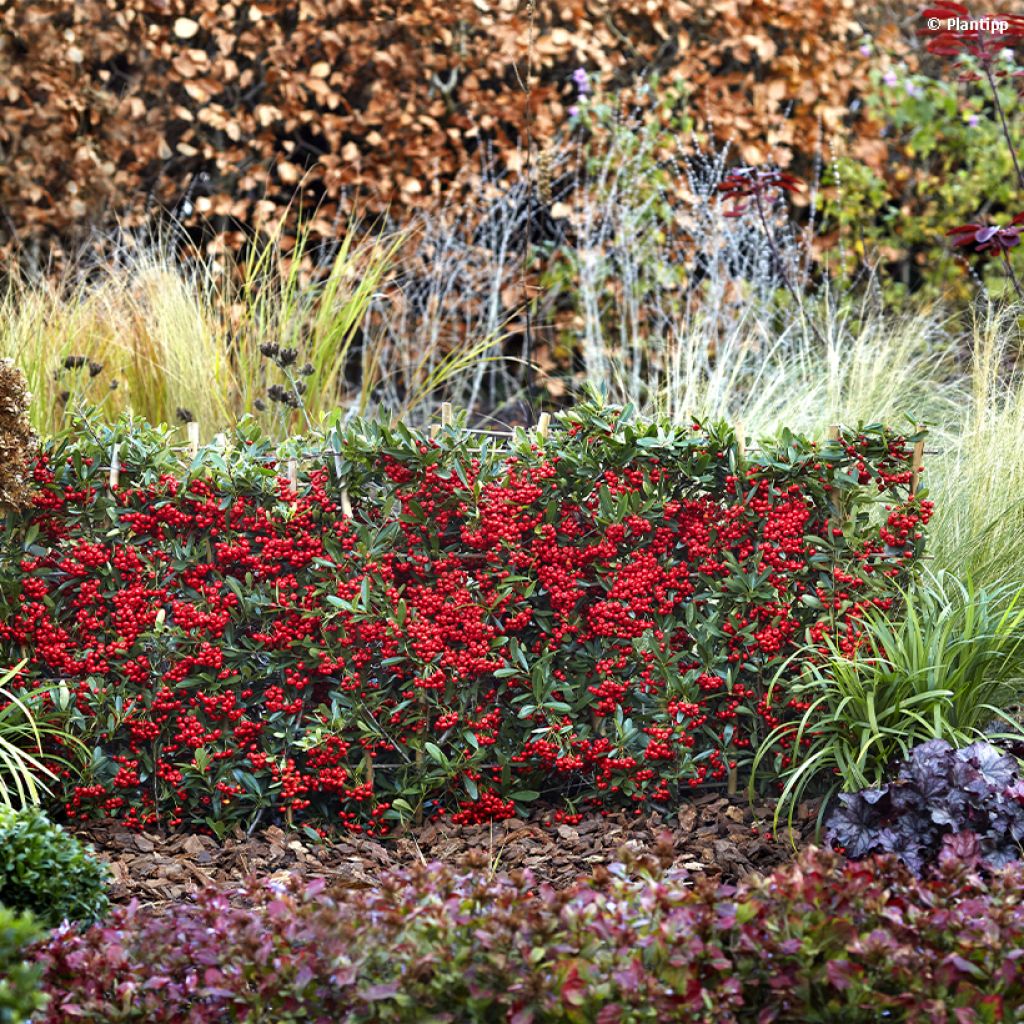 Pyracantha coccinea Red Star - Buisson ardent