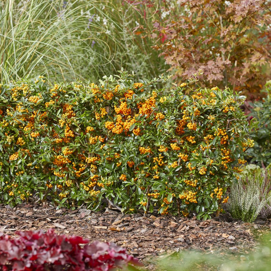 Pyracantha coccinea Sunny Star - Buisson ardent